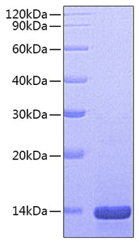 Recombinant Mouse Mature Beta-nerve growth factor/NGFB Protein
