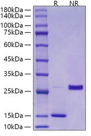 Recombinant Mouse/Rat Mature TGF-beta 1 Protein