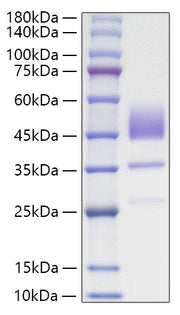 Recombinant Human Brain Natriuretic Peptide/NT-proBNP Protein