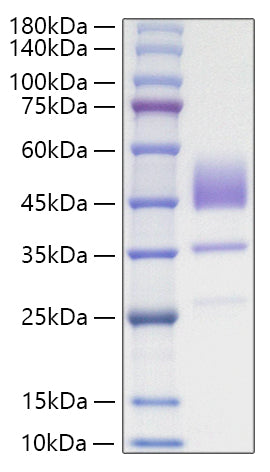Recombinant Human Brain Natriuretic Peptide/NT-proBNP Protein