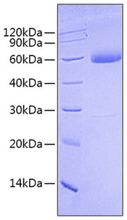 Recombinant Human Mature BMP-9/GDF-2  Protein