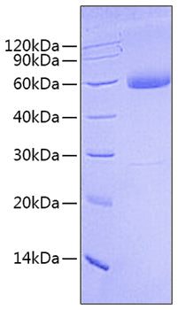 Recombinant Human Mature BMP-9/GDF-2  Protein