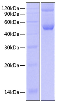 Recombinant Mouse IFN-alpha 4 Protein