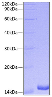 Recombinant Mouse IFN-alpha 5 Protein