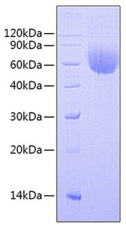 Recombinant Human BLNK Protein