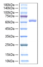 Recombinant Mouse IL-27/IL-27A&IL-27B Protein