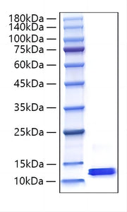 Recombinant Mouse CCL8/MCP-2 Protein