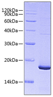 Recombinant Mouse Pleiotrophin/PTN Protein