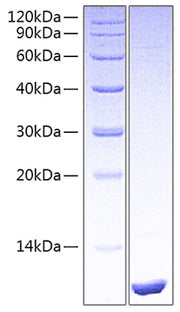 Recombinant Human LR3-IGF-1(E51R) Protein