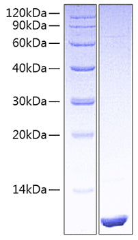 Recombinant Human LR3-IGF-1(E51R) Protein