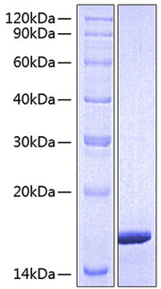 Recombinant Human Mature GDNF Protein