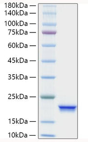 Recombinant Human IFN-alpha 4 Protein