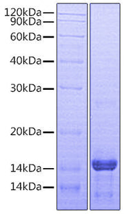 Recombinant Human Amphiregulin/AREG Protein