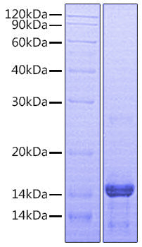 Recombinant Human Amphiregulin/AREG Protein