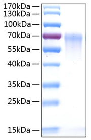 Recombinant Human DAF/CD55 Protein