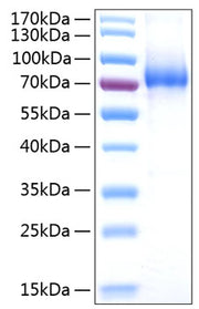 Recombinant Human IL-7RA/CD127 Protein