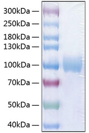 Recombinant Human PVR/CD155 Protein