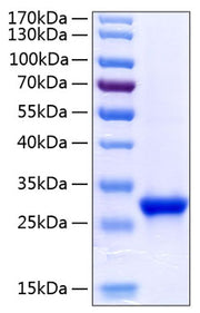 Recombinant Human Tetranectin/CLEC3B Protein