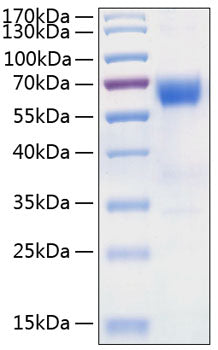 Recombinant Human TNFRSF10D/DcR2/TRAIL-R4/CD264 Protein
