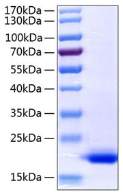 Recombinant Human TNF-alpha Protein