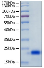 Recombinant Human IL-4 Protein