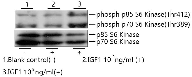 Recombinant Human IGF-I Protein