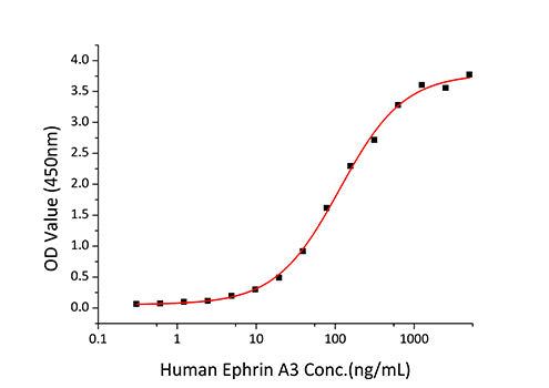 Recombinant Human Ephrin-A3/EFNA3 Protein