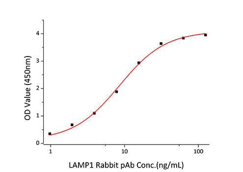 Recombinant Human LAMP-1/CD107a Protein