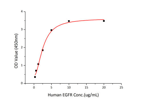 Recombinant Human HER1/ERBB1/EGFR Protein