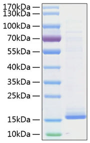 Recombinant Human Cystatin-D/CST5 Protein
