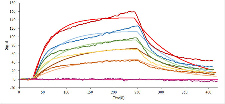 Recombinant Human FcRn/FCGRT&B2M Protein