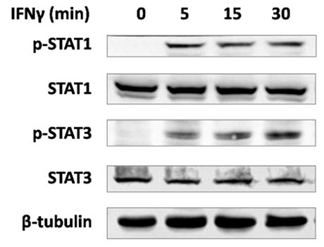 Recombinant Human IFN-gamma Protein
