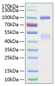 Recombinant Human HGF receptor/c-MET/MET Protein