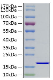 Recombinant Human FGF-2/bFGF Protein