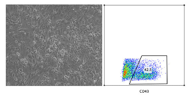 Recombinant Human FGF-2/bFGF Protein