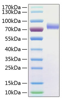 Recombinant Human Fc-gamma RIII alpha/FCGR3A /CD16a Protein