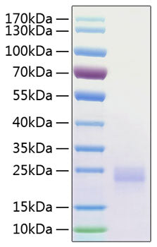 Recombinant Human CTLA-4/CD152 Protein