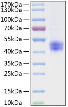 Recombinant Mouse Follistatin/FST Protein