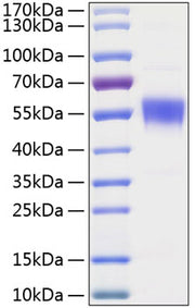 Recombinant Human BTLA/CD272 Protein