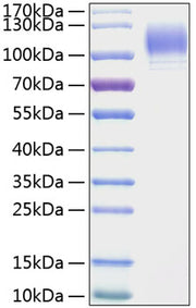 Recombinant Mouse P-Selectin/SELP/CD62P Protein