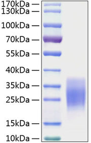 Recombinant Mouse c-Kit ligand/KITLG/SCF Protein