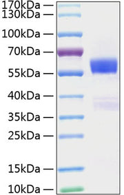 Recombinant Mouse Flt3 ligand/Flt3L Protein