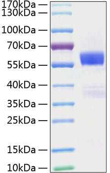 Recombinant Mouse Flt3 ligand/Flt3L Protein