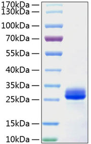 Recombinant Mouse VEGF-A/VEGF164 Protein