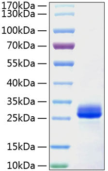 Recombinant Mouse VEGF-A/VEGF164 Protein