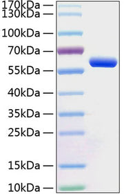 Recombinant Human BTN3A1/CD277 Protein