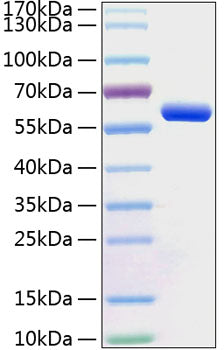 Recombinant Human BTN3A1/CD277 Protein