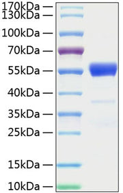 Recombinant Mouse IFN-gamma Protein