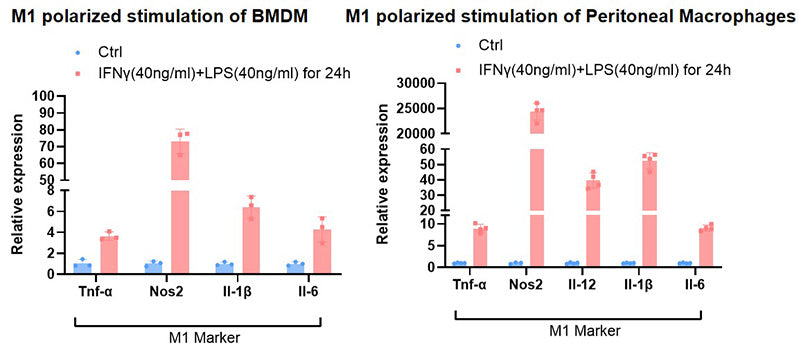 Recombinant Mouse IFN-gamma Protein