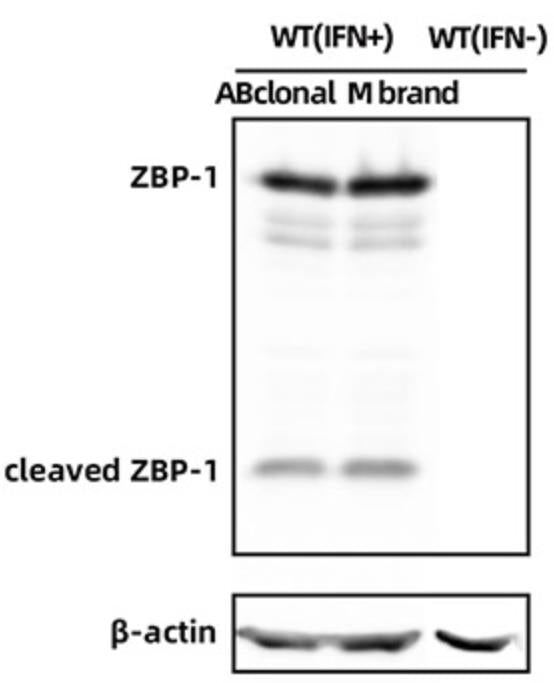 Recombinant Mouse IFN-gamma Protein